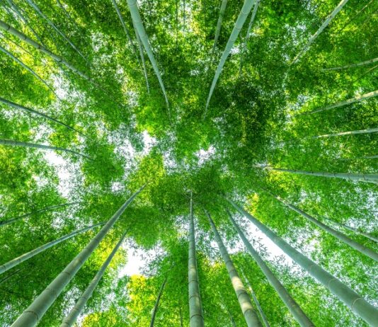 Bambus — materiał o wielu zastosowaniach