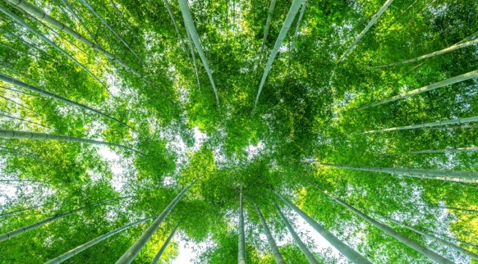 Bambus — materiał o wielu zastosowaniach