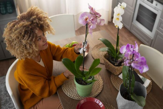 Jak dbać o orchidee Instrukcja obsługi dla doniczki oraz optymalne miejsce w domu