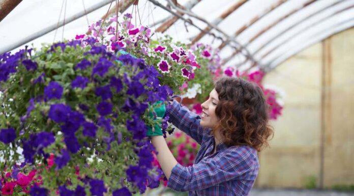 Jak uprawiać i pielęgnować naparstnicę purpurową – porady do ogrodu oraz przegląd najatrakcyjniejszych odmian