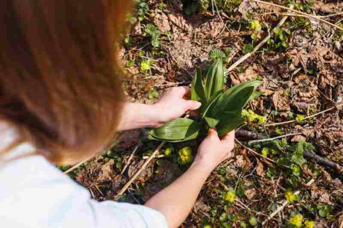 Jak prawidłowo zasadzić lilie Wskazówki dotyczące głębokości i czasu sadzenia cebulek liliowych