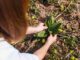 Jak prawidłowo zasadzić lilie Wskazówki dotyczące głębokości i czasu sadzenia cebulek liliowych