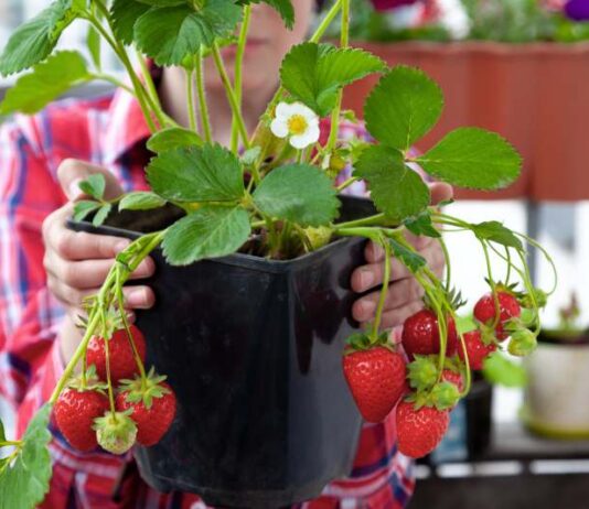 Jak założyć plantację truskawek na własnym balkonie – wybór odmian, terminy sadzenia i porady dotyczące uprawy w pojemnikach