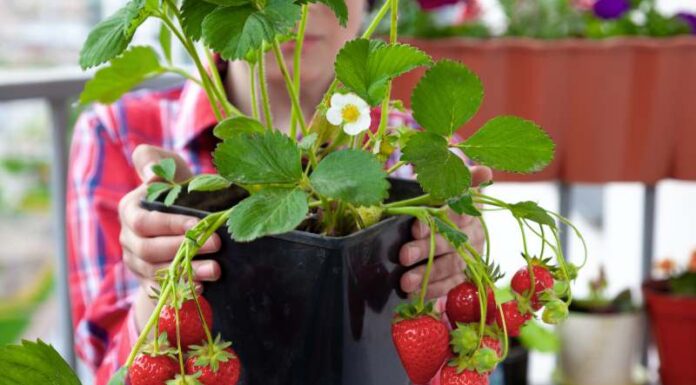 Jak założyć plantację truskawek na własnym balkonie – wybór odmian, terminy sadzenia i porady dotyczące uprawy w pojemnikach