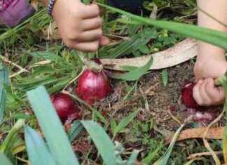 Jak hodować czerwoną cebulę w domowym ogródku