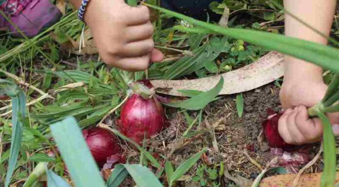 Jak hodować czerwoną cebulę w domowym ogródku